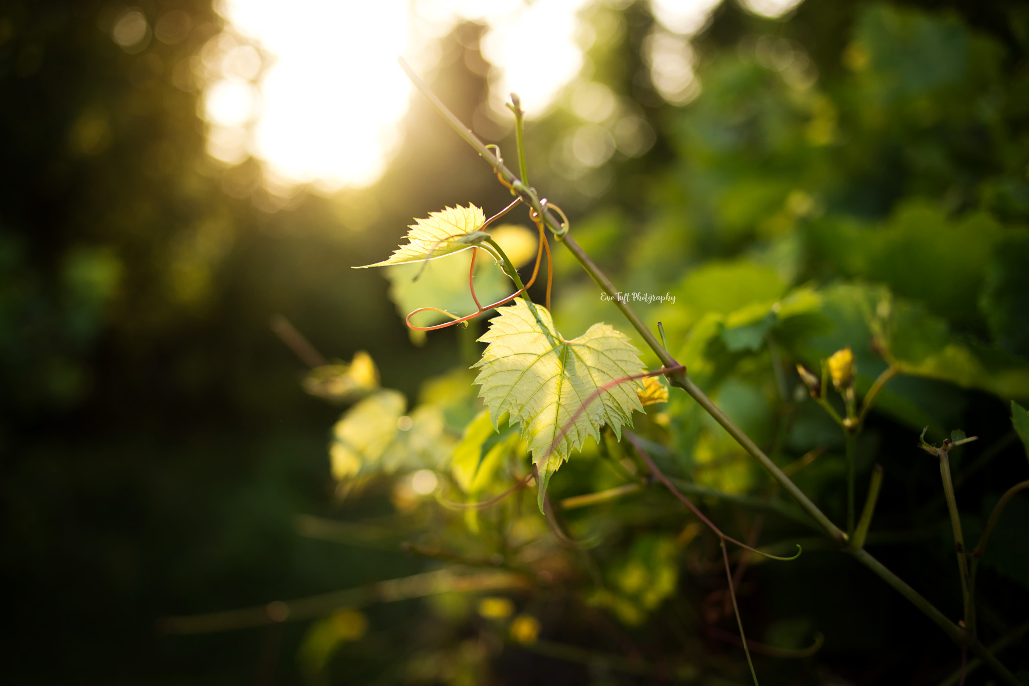 Golden Hour at the Chippewa Nature Center | Midland, Michigan