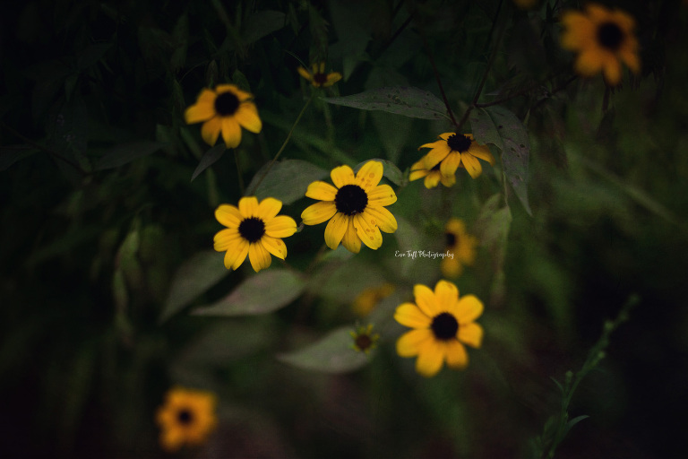 Wild flowers at Dow Gardens. Midland, Michigan Photographer