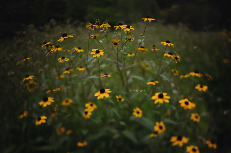 Wild flowers at Dow Gardens. Midland, Michigan Photographer