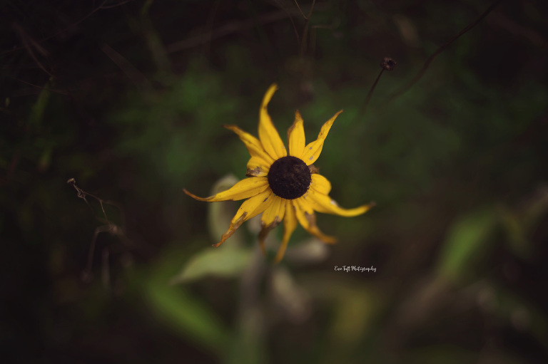 Wild flowers at Dow Gardens. on an overcast day. Midland, Michigan Photographer