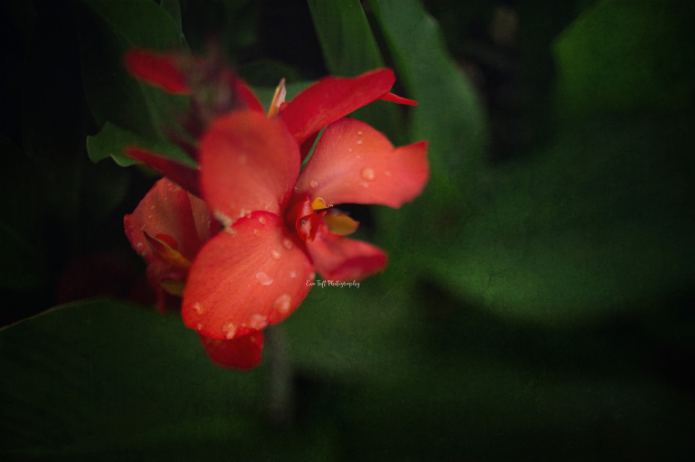 Pink flower at Dow Gardens. Midland, Michigan Photographer