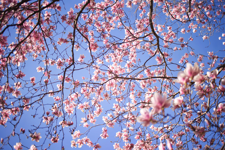 Pink blossoms on a tree in spring at Dow Gardens | Midland Michigan photographer