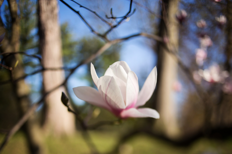 Pink bloom on a tree in spring | Pink blossoms on a tree in spring at Dow Gardens | Midland Michigan photographer