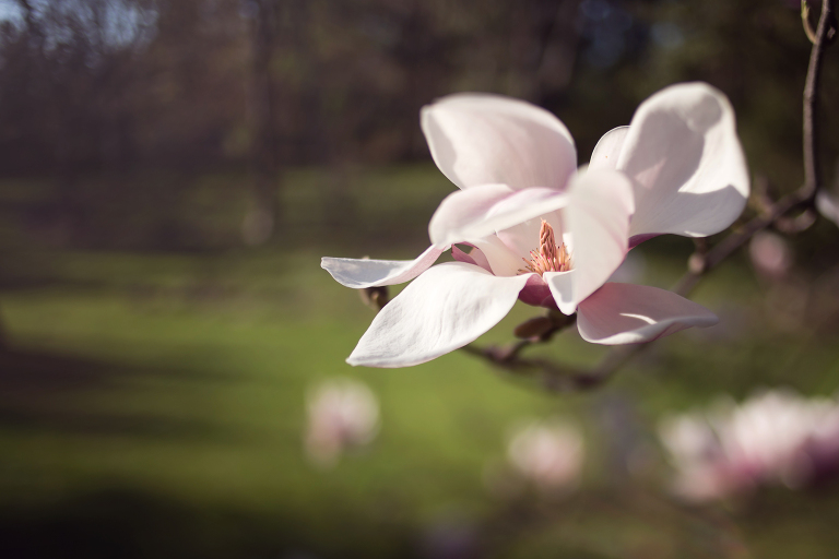 Pink bloom on a tree in spring | Pink blossoms on a tree in spring at Dow Gardens | Midland Michigan photographer