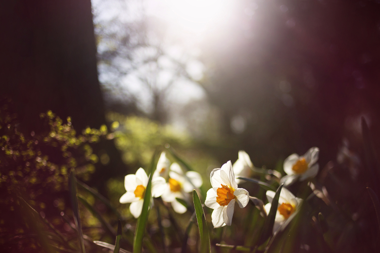 White and yellow daffodils in pretty light | Pink blossoms on a tree in spring at Dow Gardens | Midland Michigan photographer