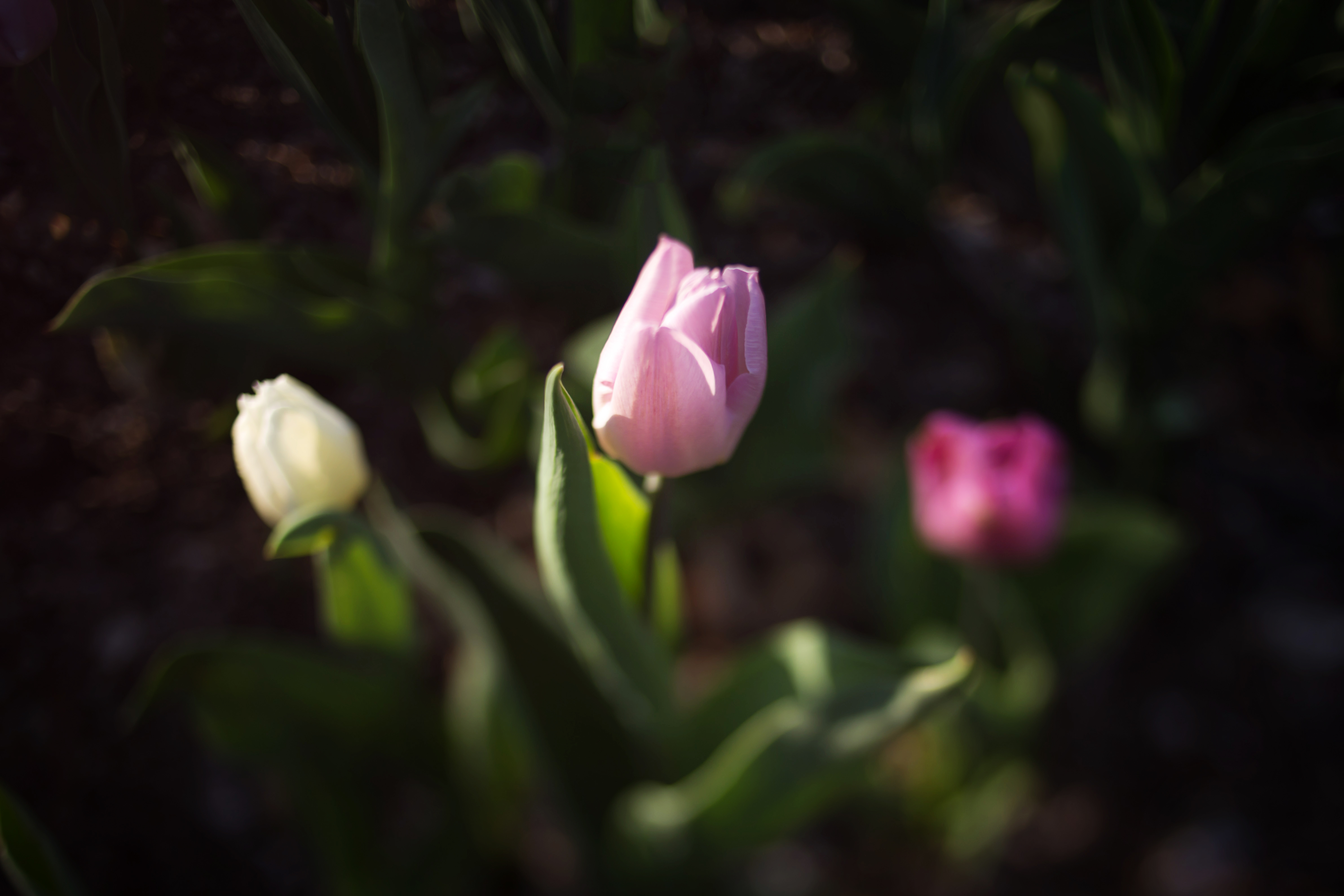 Three colorful tulips outside | Pink blossoms on a tree in spring at Dow Gardens | Midland Michigan photographer