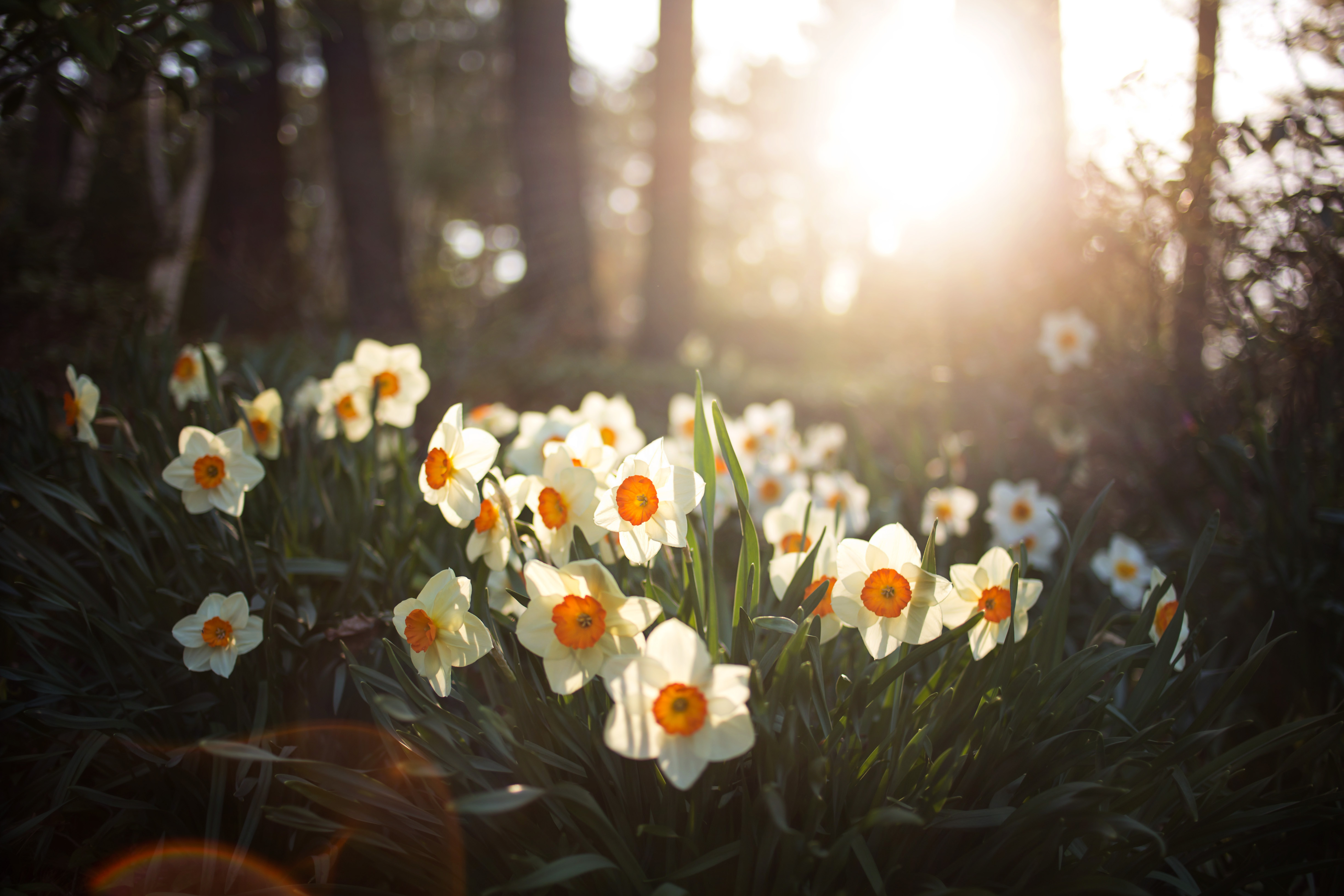 White and yellow daffodils in back light at Dow Gardens | Pink blossoms on a tree in spring at Dow Gardens | Midland Michigan photographer
