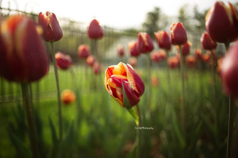 Red and orange tulips during springtime | Midland, Michigan Photographer