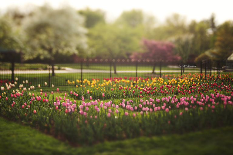 Springtime with a field of tulips at Dow Gardens. | Midland, Michigan Photographer