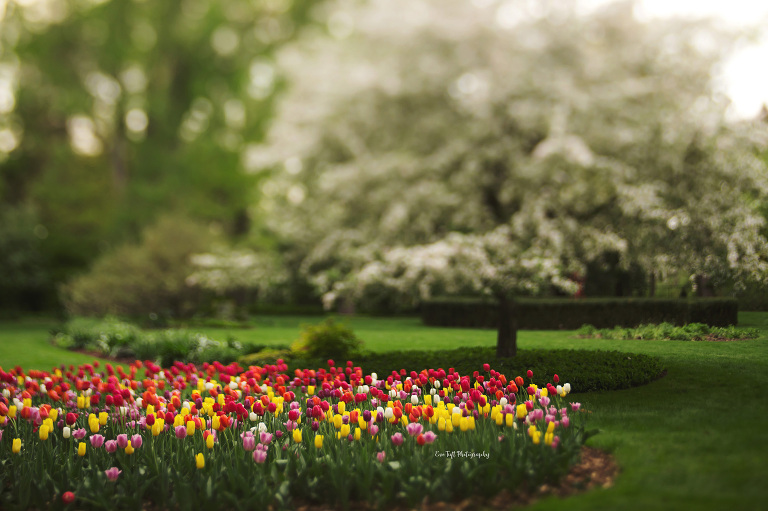 Springtime with a field of tulips at Dow Gardens. | Midland, Michigan Photographer