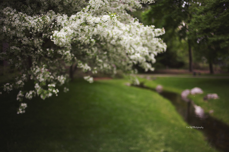 A tree with white blossoms in spring at Dow Gardens. | Midland, Michigan Photographer