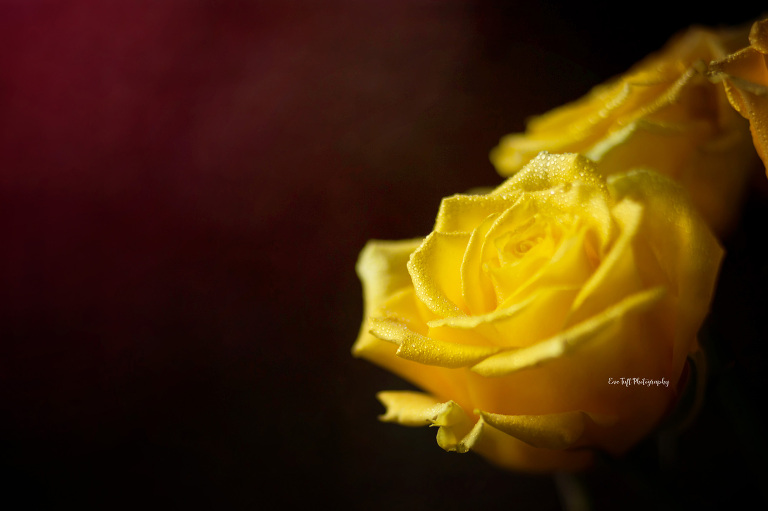 Bouquet of yellow roses for mother's day. | Midland, Michigan photographer