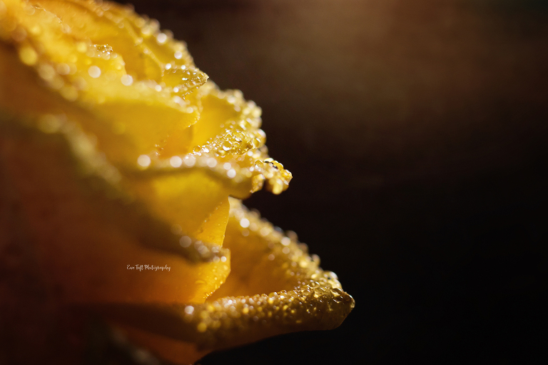 Bouquet of yellow roses for mother's day. | Midland, Michigan photographer