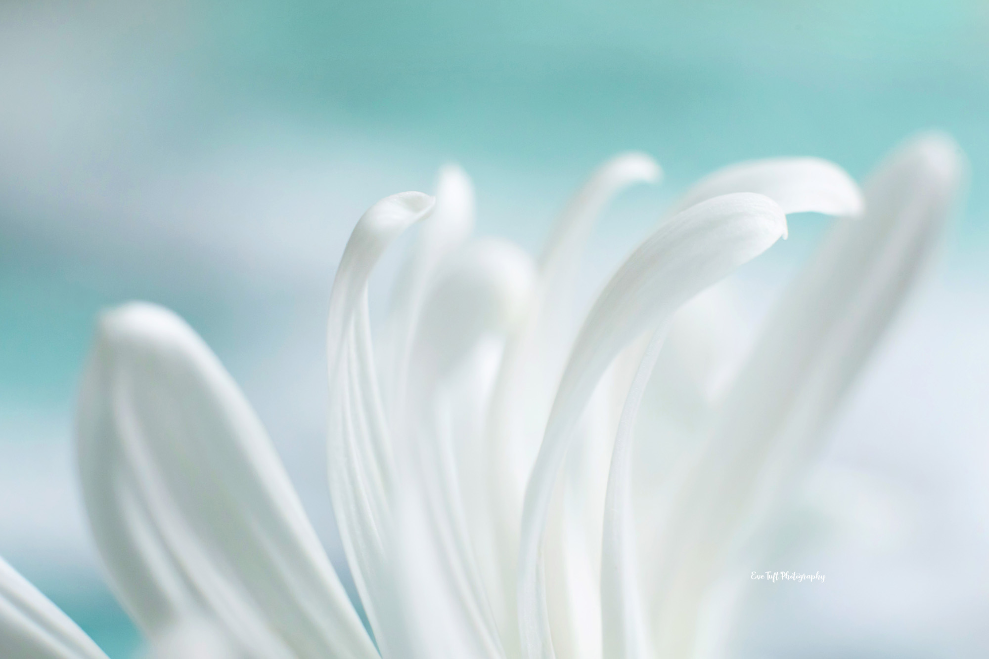 Macro shot of a white daisy against a blue background | Midland, Michigan Photographer