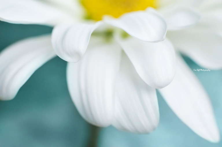 Macro shot of white daisies against a blue background | Midland, Michigan Photographer