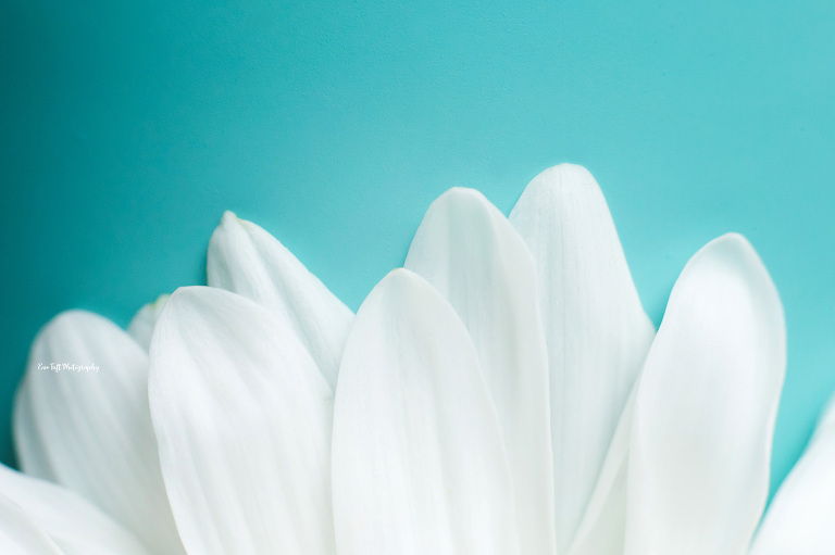 Macro shot of a white daisy against a blue background | Midland, Michigan Photographer