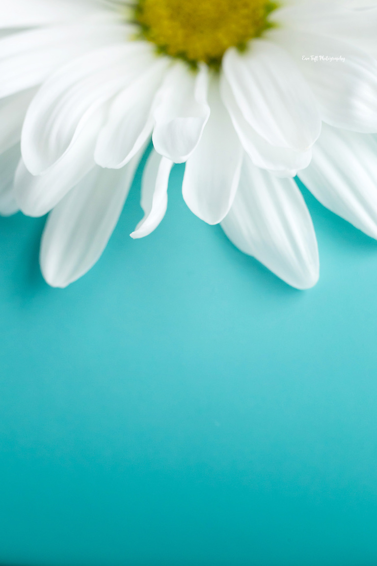 Macro shot of a white daisy against a blue background | Midland, Michigan Photographer