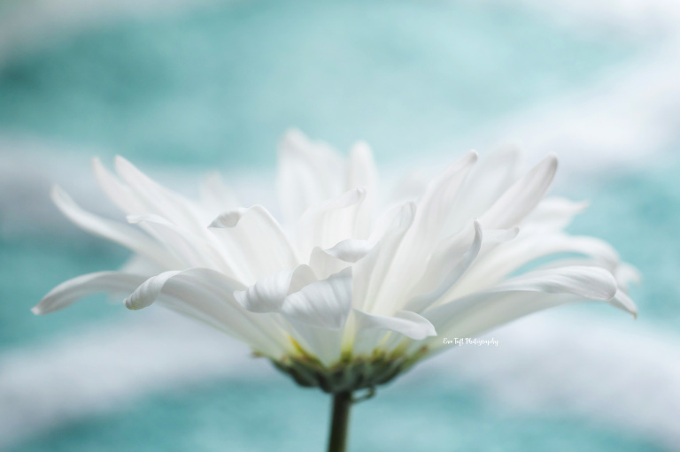 Macro shot of a white daisy against a blue background | Midland, Michigan Photographer