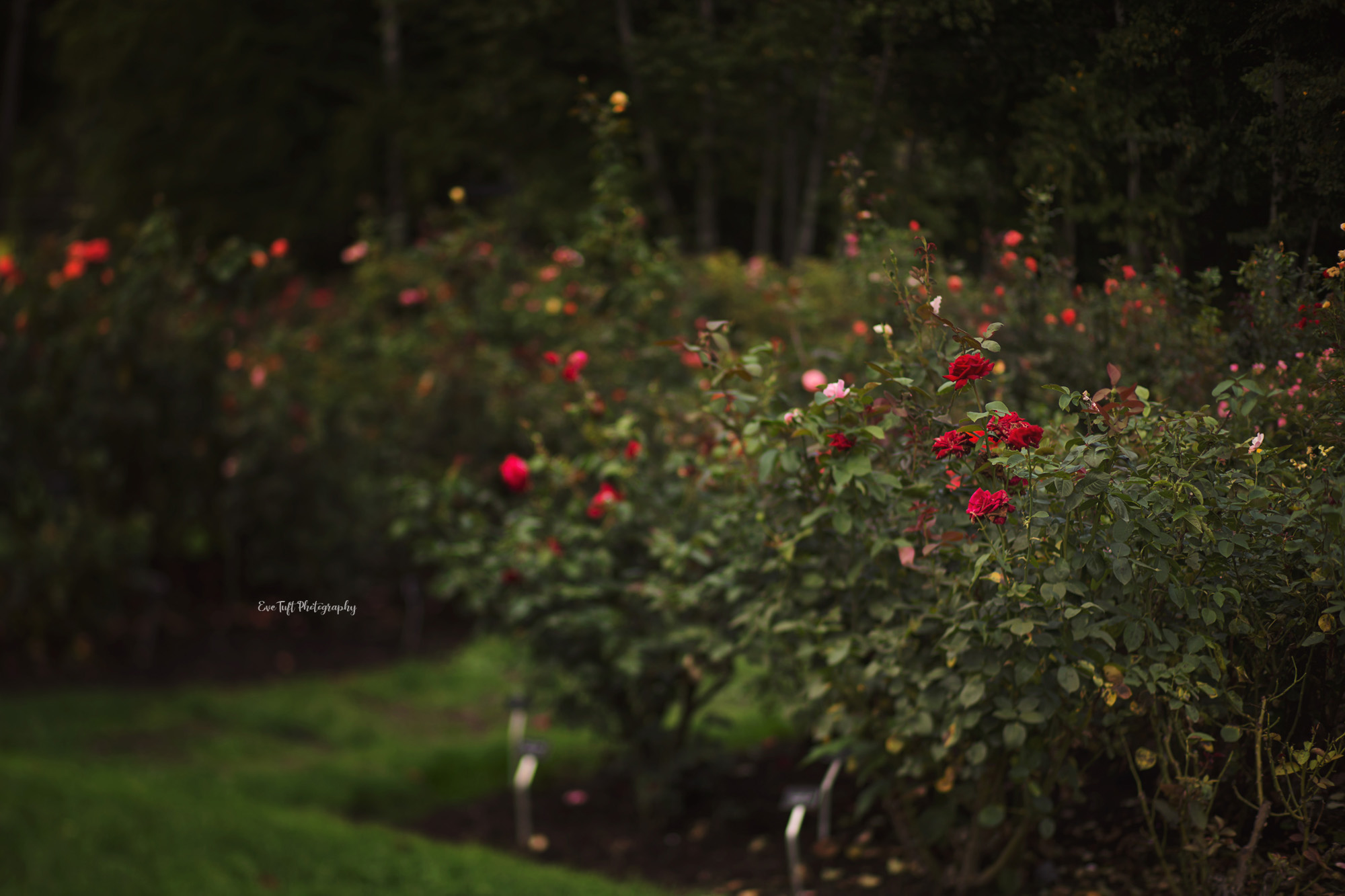 Colorful roses at Dow Gardens in Michigan