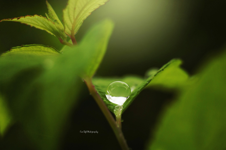 Water drop in the middle of a plant taken on a rainy day | Midland, MI photographer