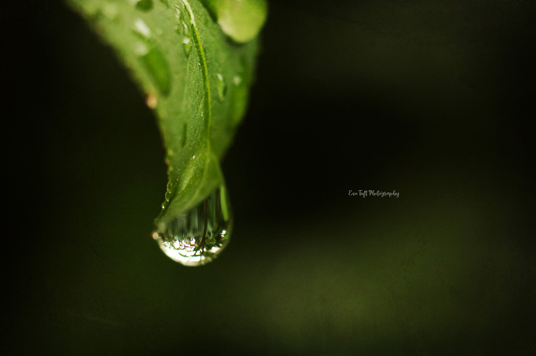 Water drop hanging from a leaf | Michigan photographer