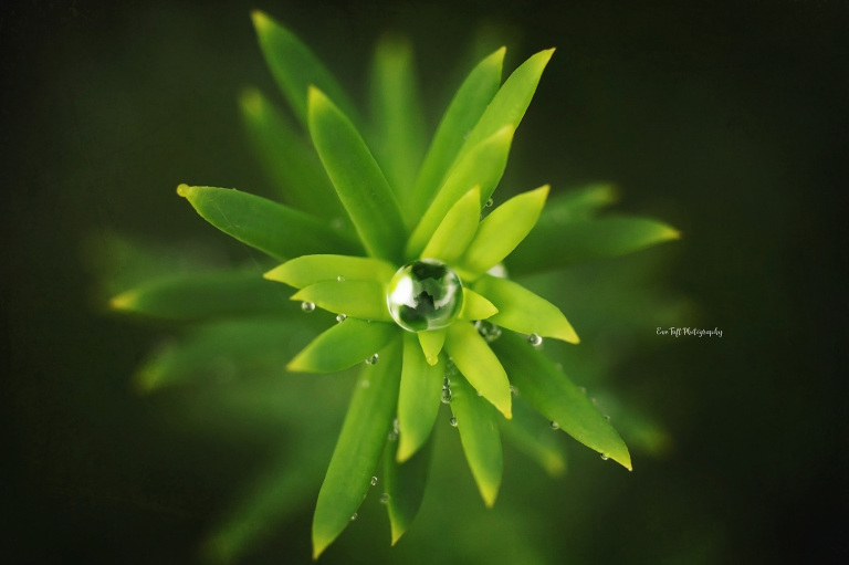 Water drop in the middle of a plant taken on a rainy day | Midland, MI photographer