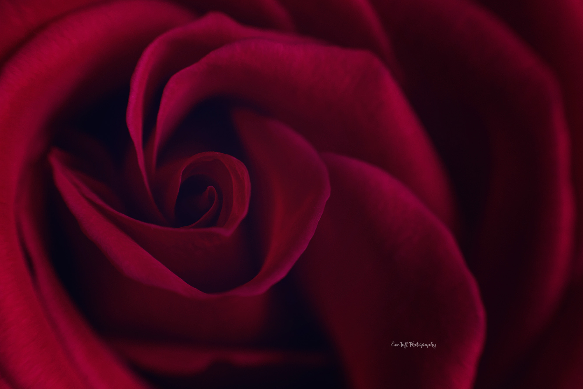 Macro shot of a petal on a red rose | Midland, MI photographer