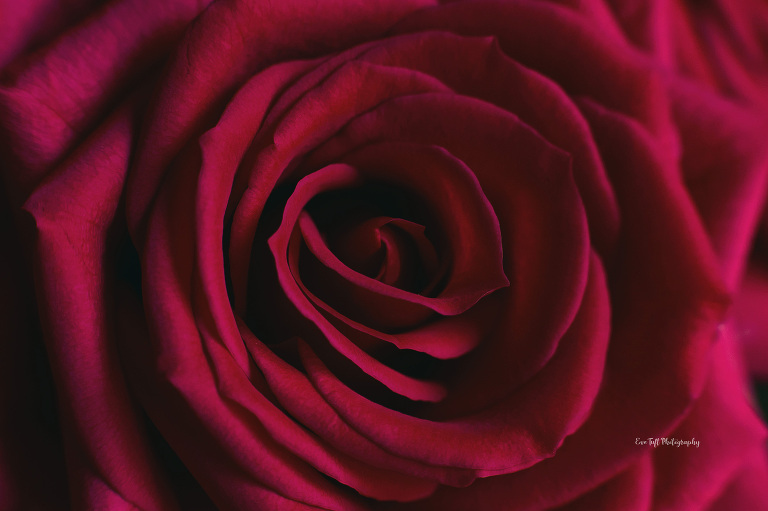 Macro shot of a petal on a red rose | Midland, MI photographer