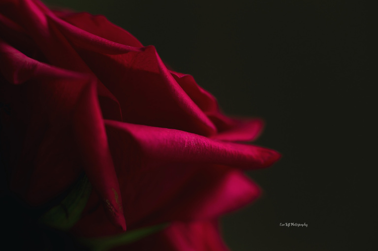 Macro shot of a petal on a red rose | Tri-cities photography in Michigan