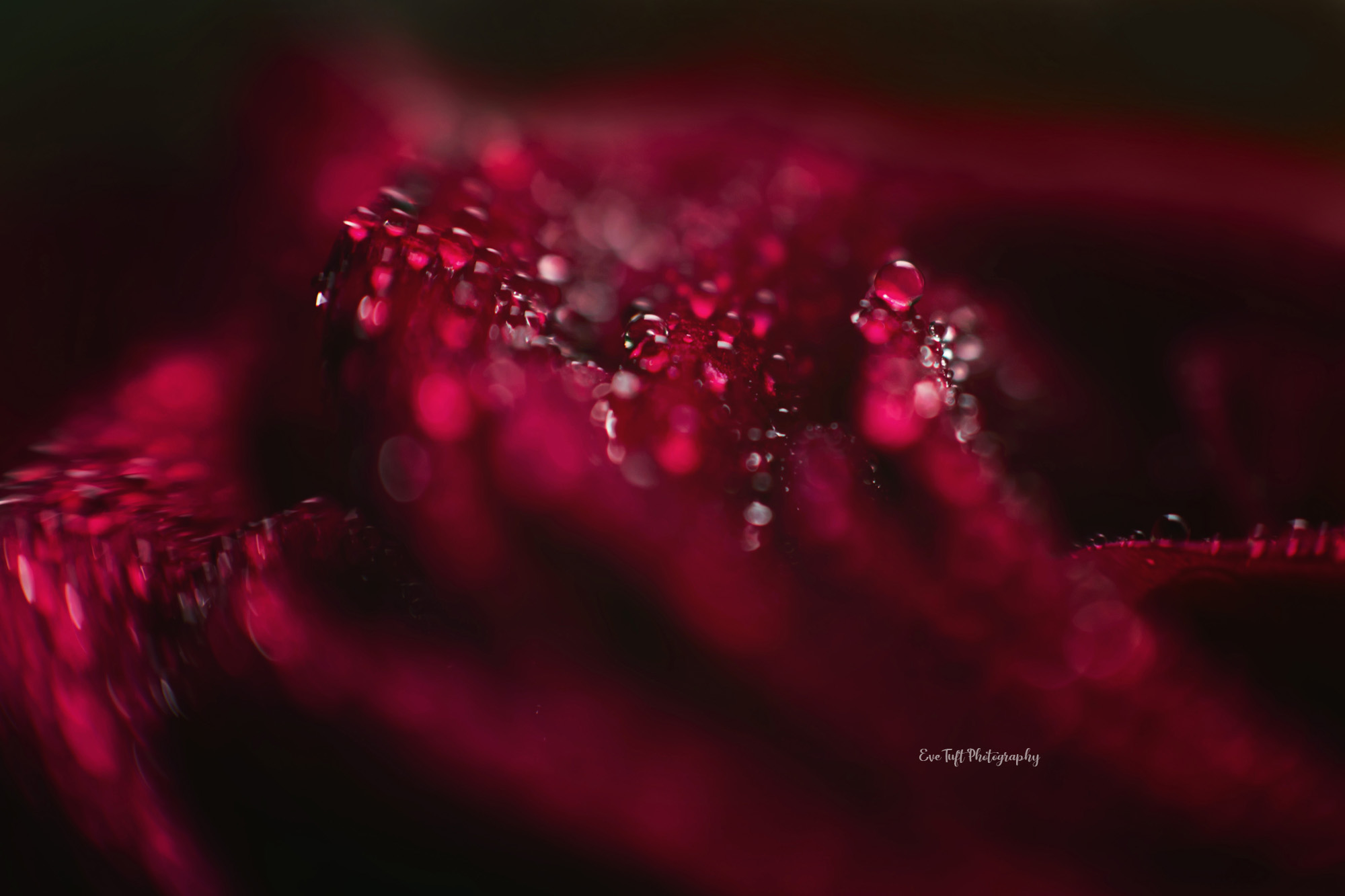 Macro shot of red roses with beads of water and dew | Midland Photographer