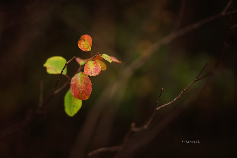 Fall leaves in a backyard | Midland MI photographer