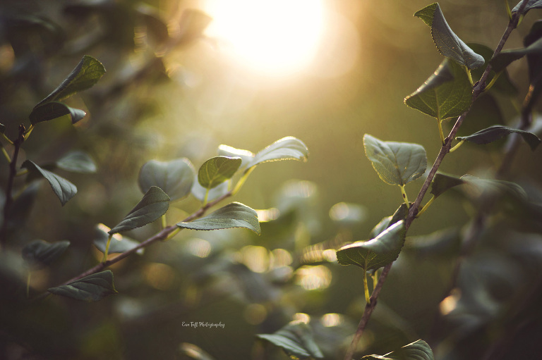 Freelensed leaves in beautiful backlight | Bay City, MI Photographer