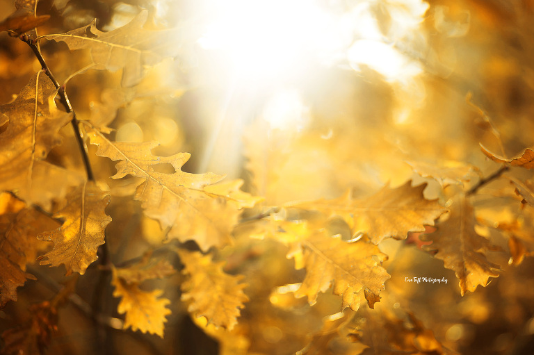 Golden leaves in the fall in Midland, Michigan | Photographer in the tri-cities in MidMichigan
