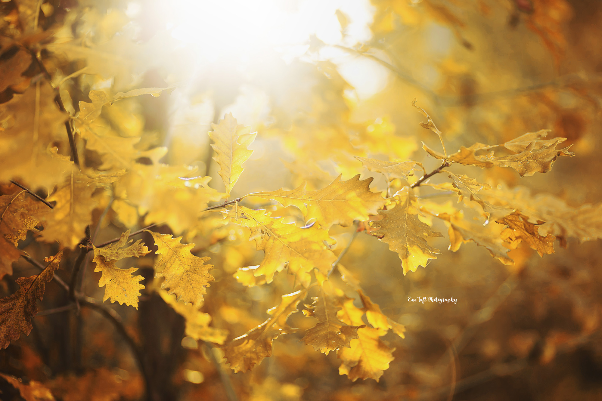 Golden leaves in the fall in Midland, Michigan | Photographer in the tri-cities in MidMichigan