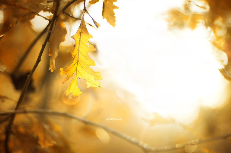 Golden leaves in the fall in Midland, Michigan | Photographer in the tri-cities in MidMichigan