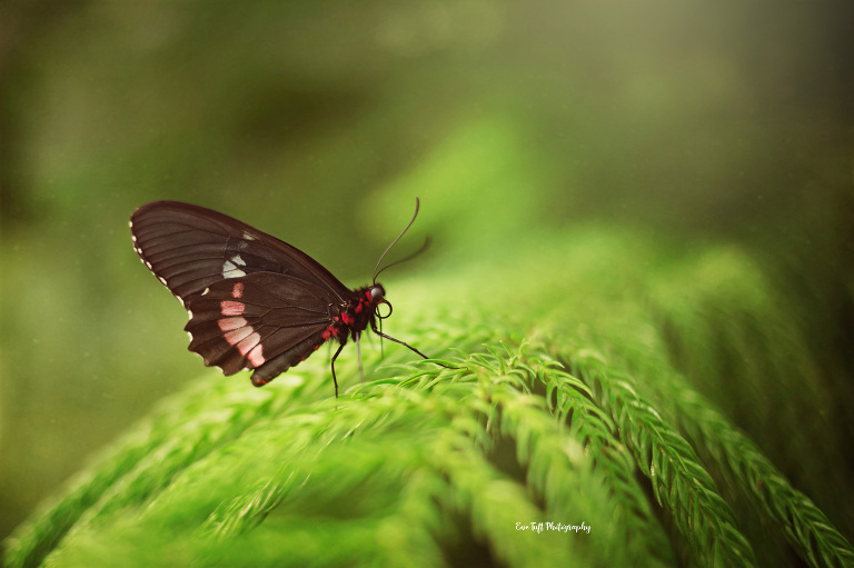 A butterfly perched on a branch | Senior Photographer Eve Tuft in Midland, Michigan