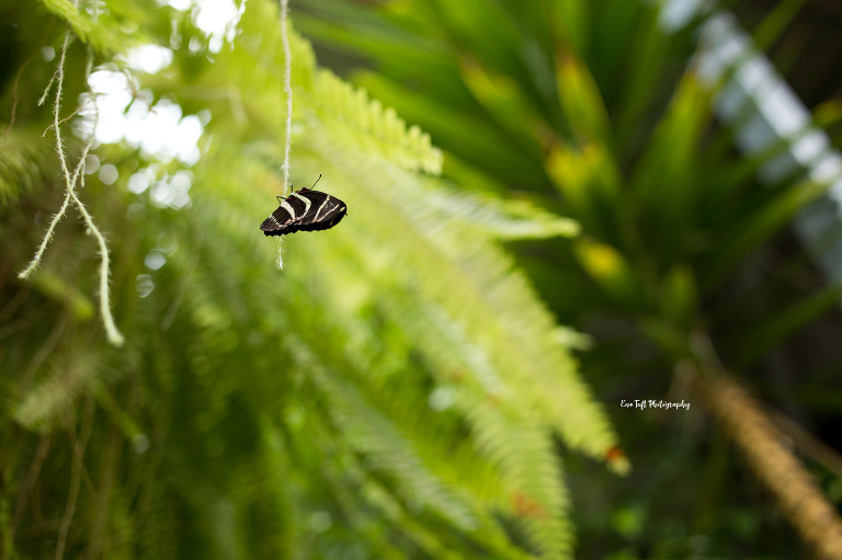 Butterflies in Bloom with one butterfly hanging on a vine in Dow Gardens | Senior Photographer in Midland, Michigan