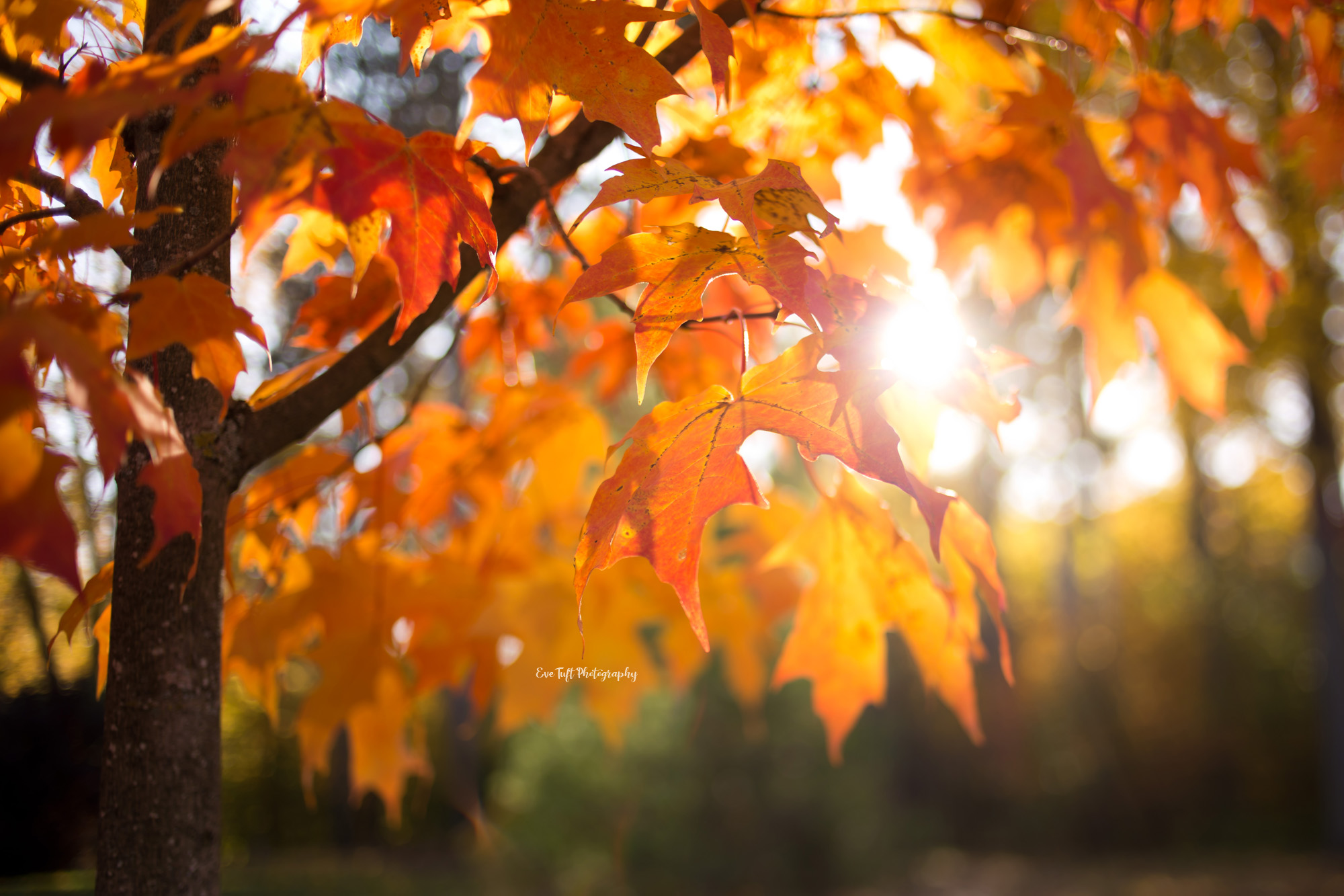 That One Week of Fall