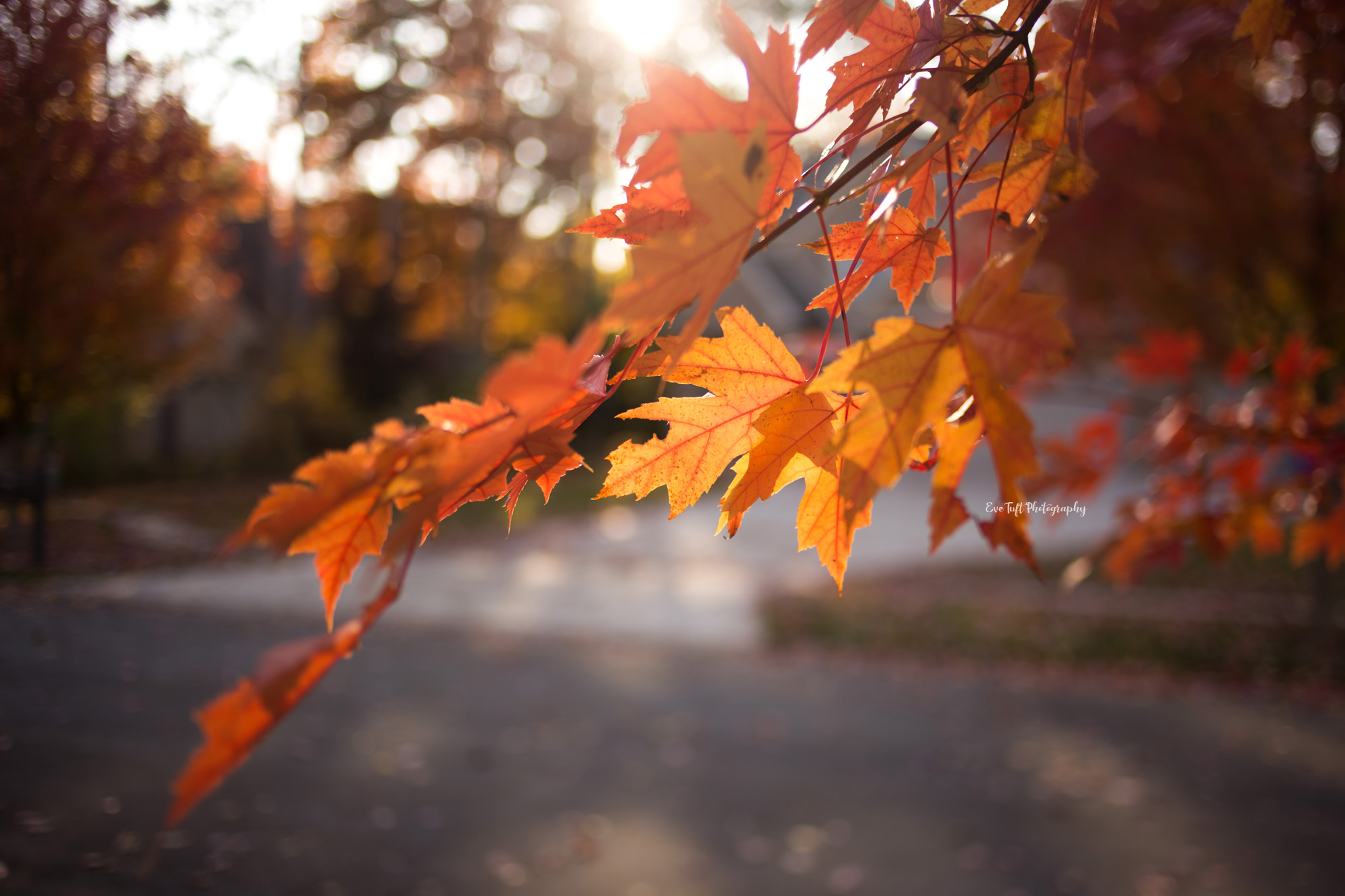 That one week of fall in Midland, MI with a senior photographer