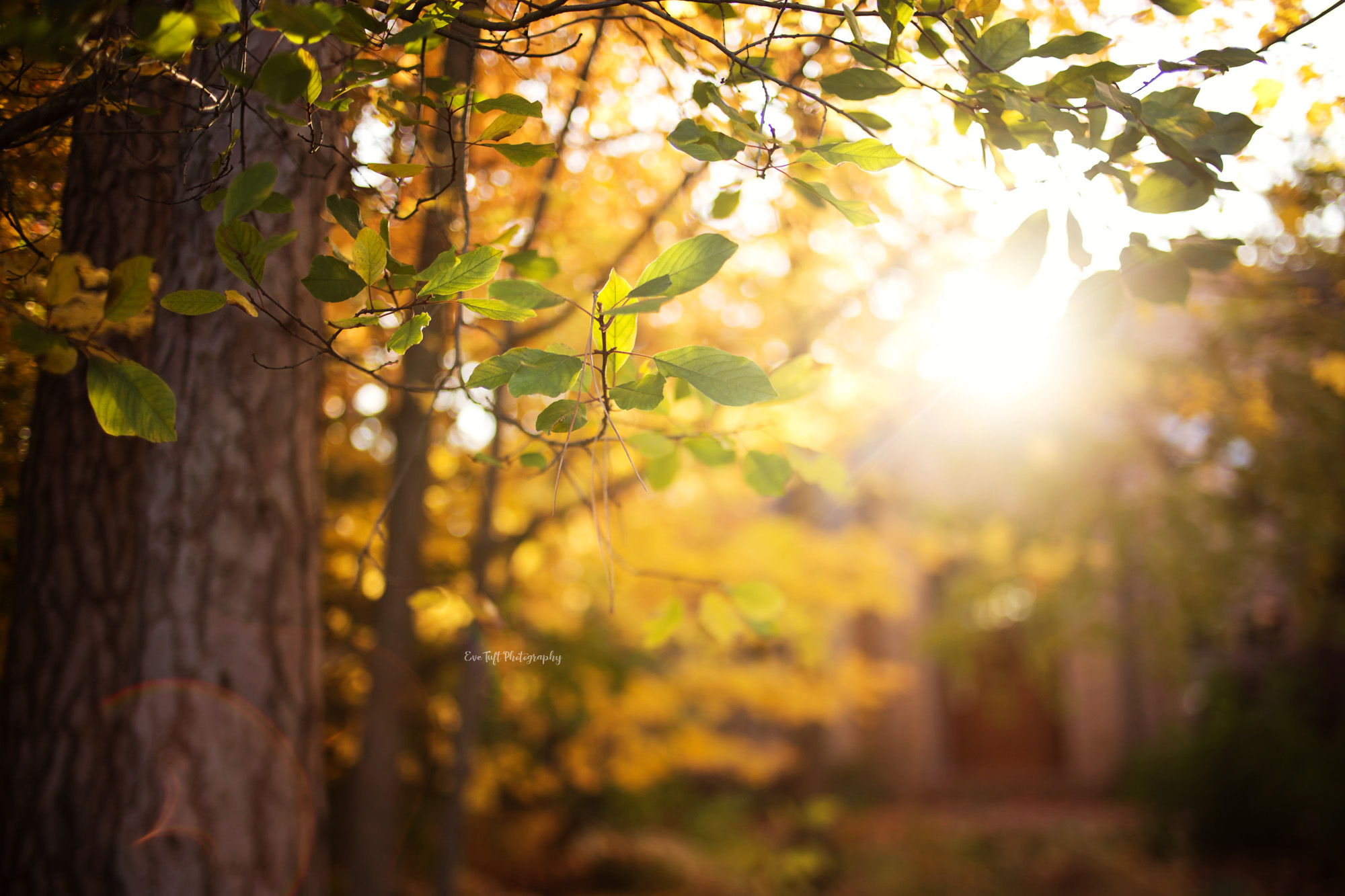Golden leaves outside during autumn
