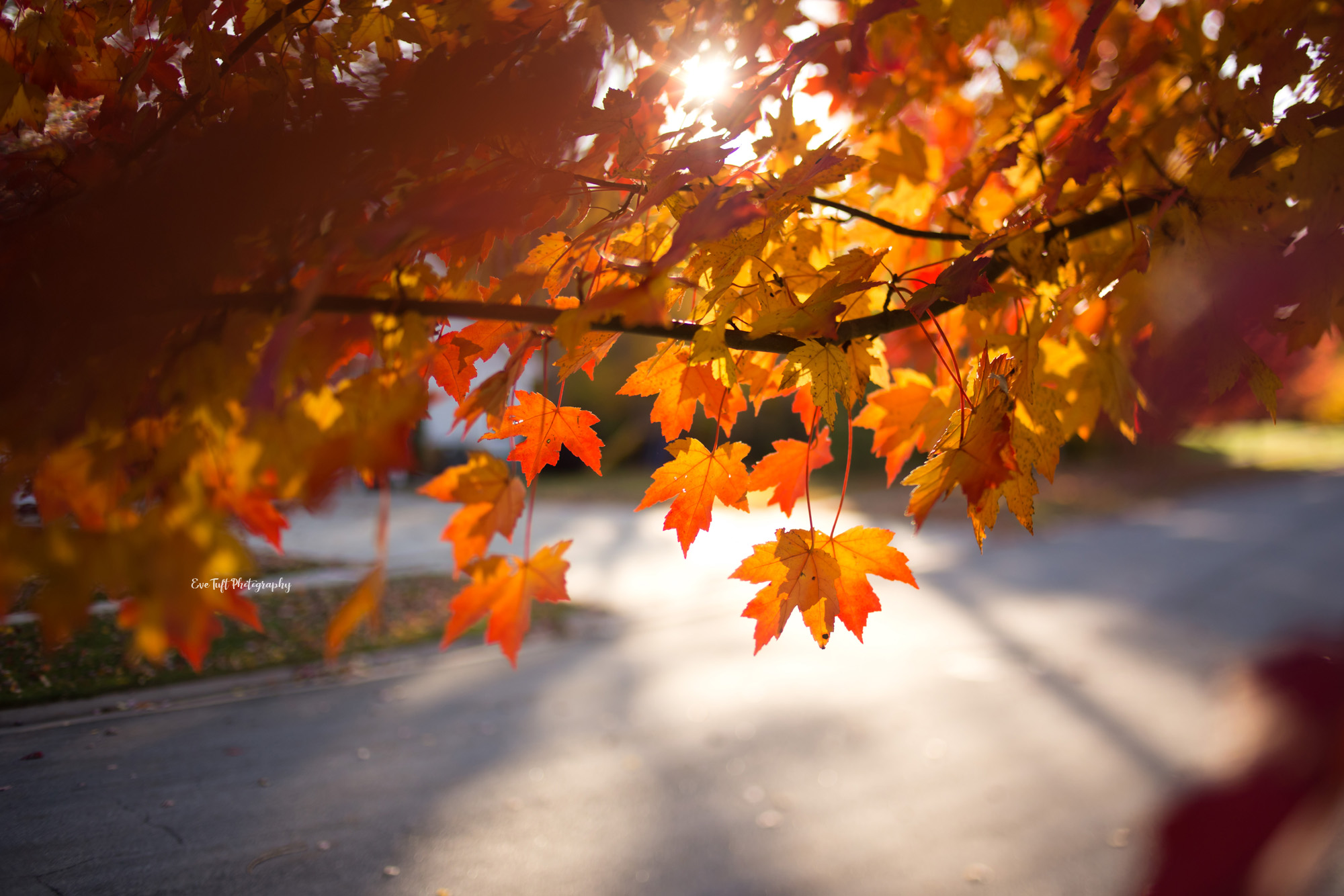 Orange and red leaves on a tree during fall with Eve Tuft Photography