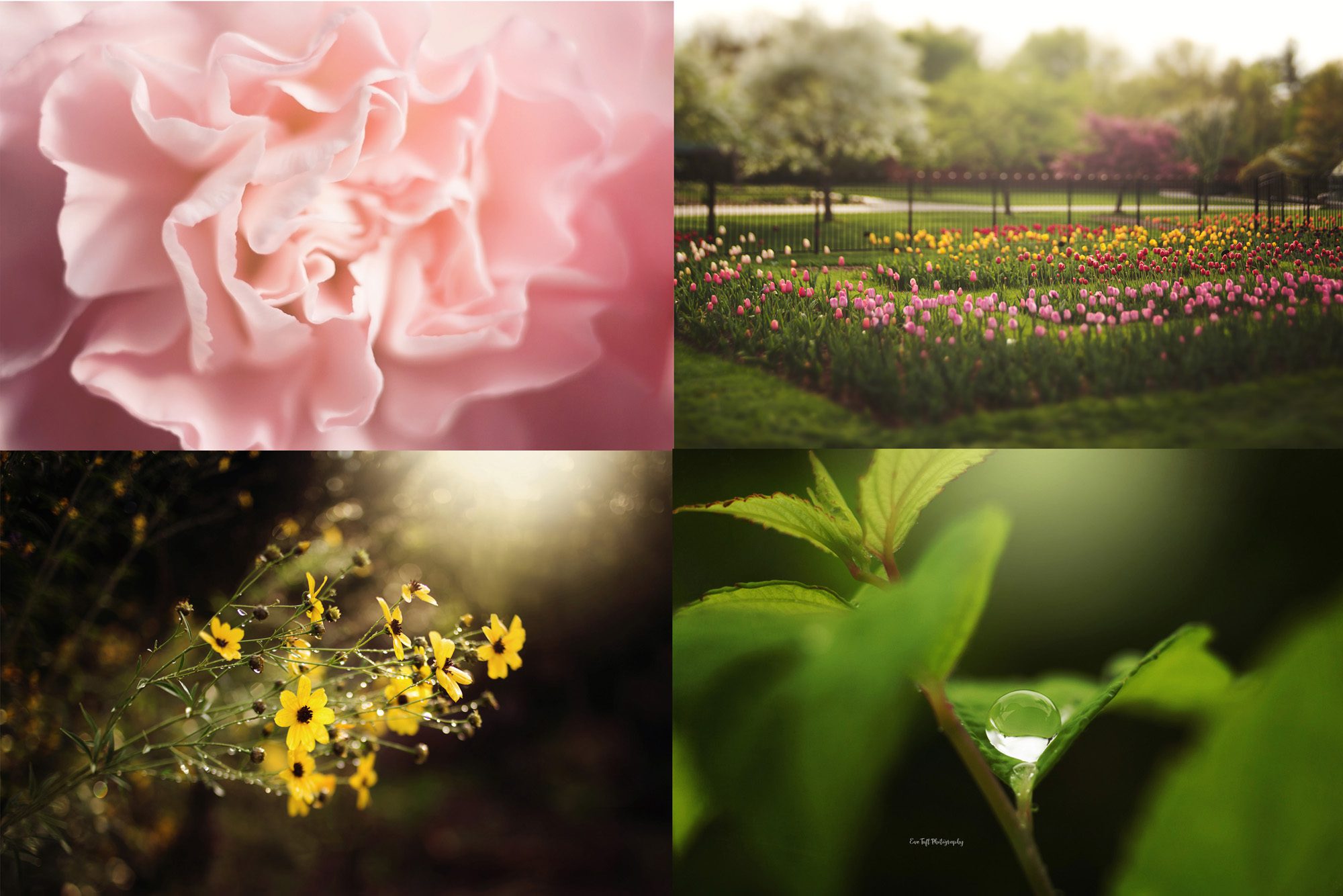 A collage of flowers from Eve Tuft's Instagram account | Senior Photographer in Michigan
