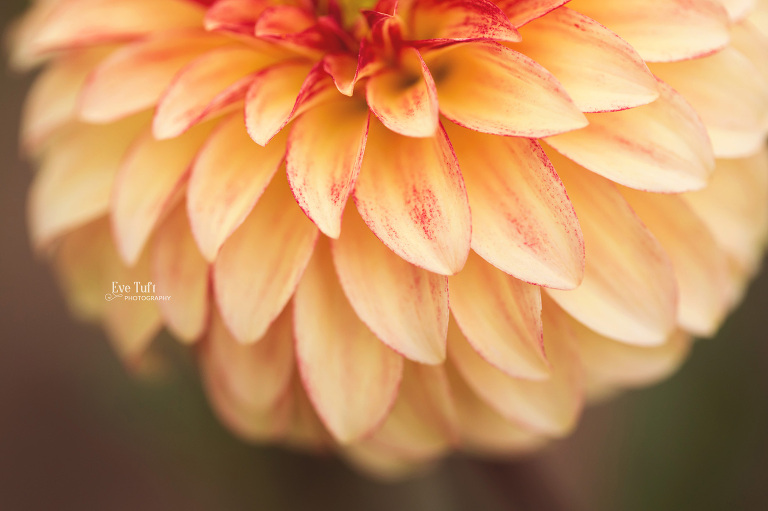 Orange Dahlia macro picture | Midland Michigan Senior Photographers