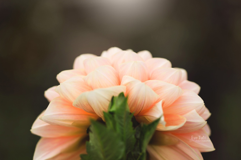 Beautiful flower at Dahlia Hill in Midland, Michigan