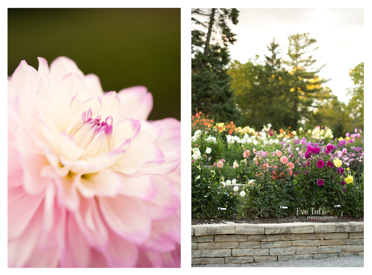 Pictures of Dahlias in Midland | Senior Photographers in Midland, MI