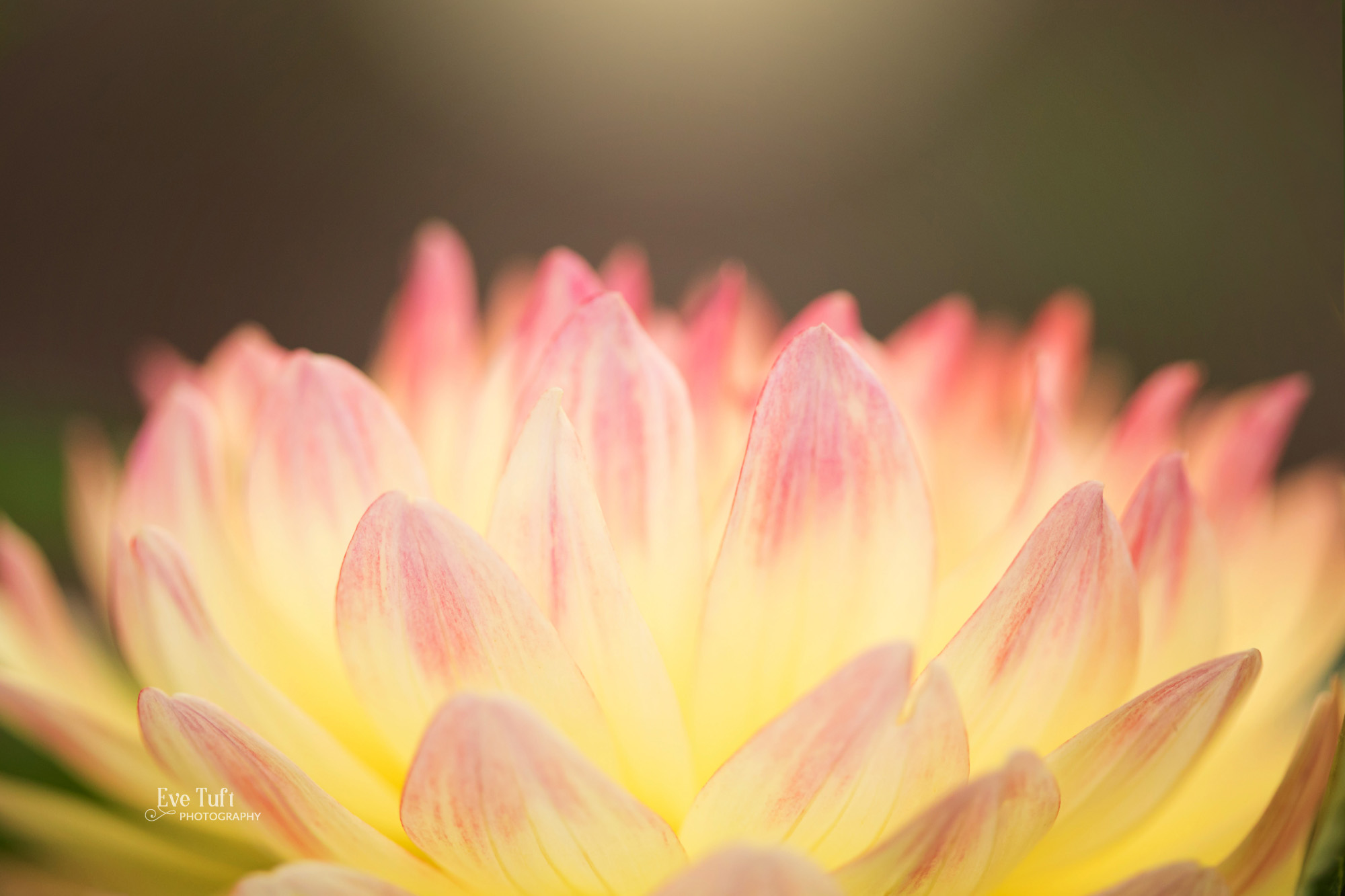 Flower petals up close on an old lens on Dahlia Hill in Midland