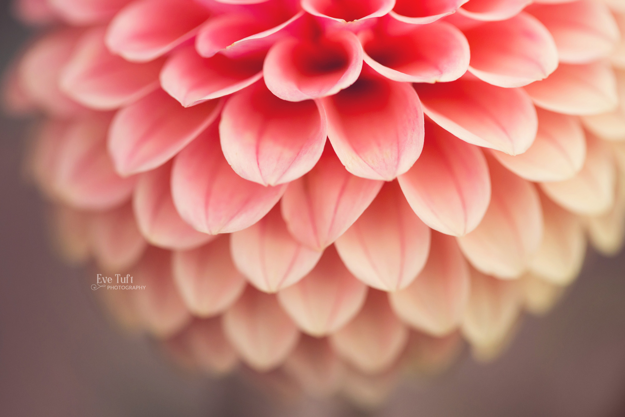 Beautiful macro picture of an old dahlia | Michigan Photographer