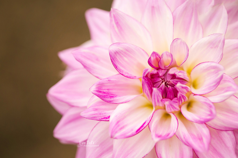 Macro picture of a dahlia in Midland, MI | Photographers near me in Midland