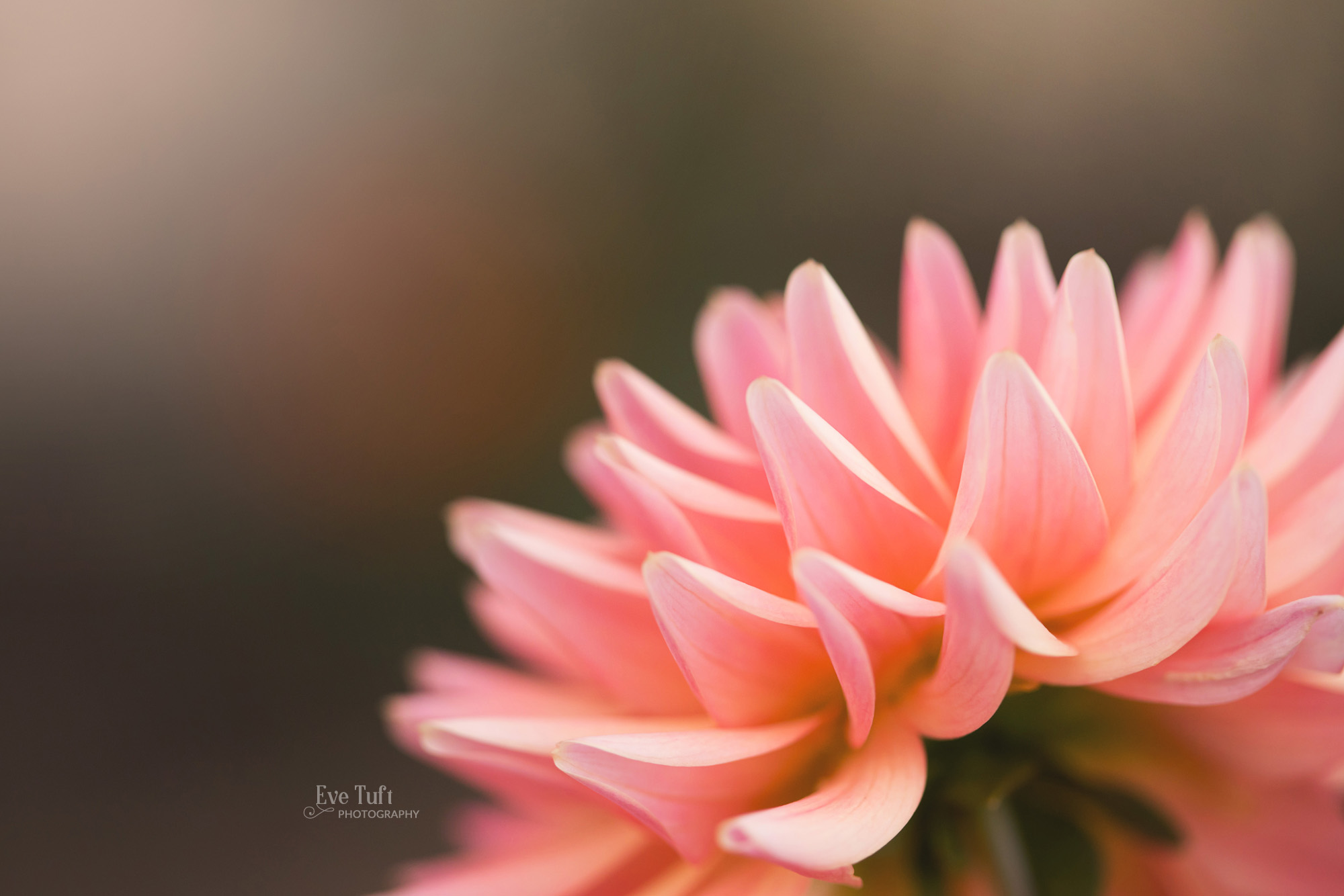 Up close macro picture of a dahlia | Michigan photographers in Midland