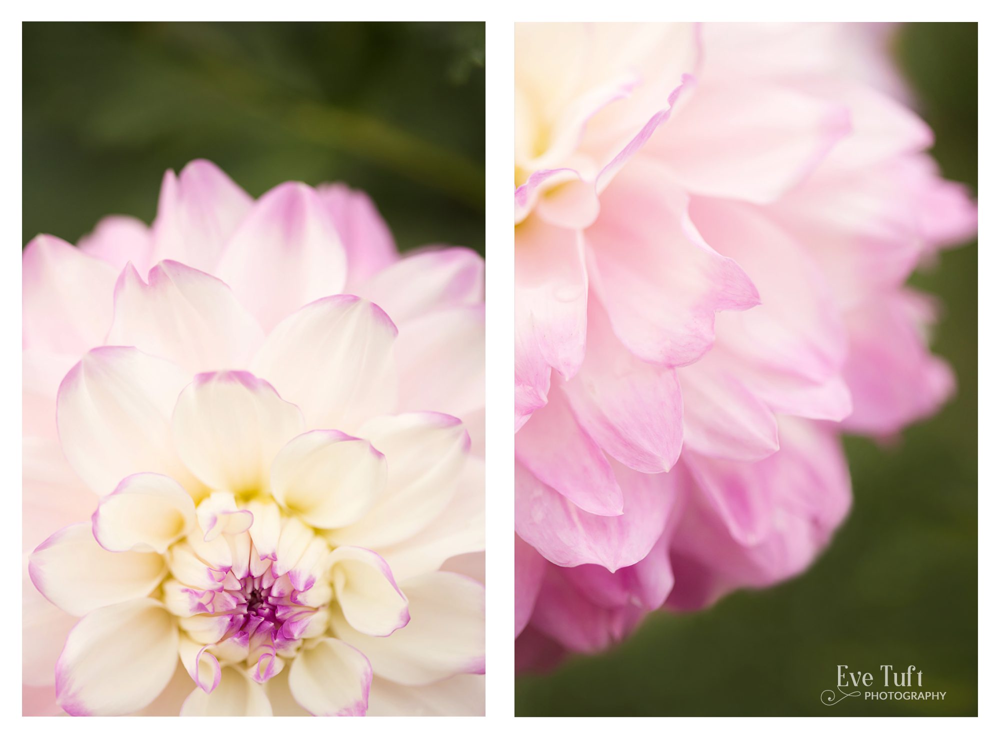 Macro pictures of dahlias taken in Midland, MI | Senior Photographers in Midland, MI